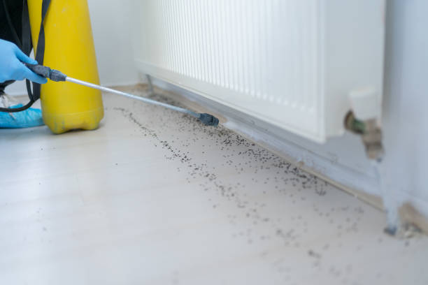 Best Flea Control Services  in Bethpage, NY