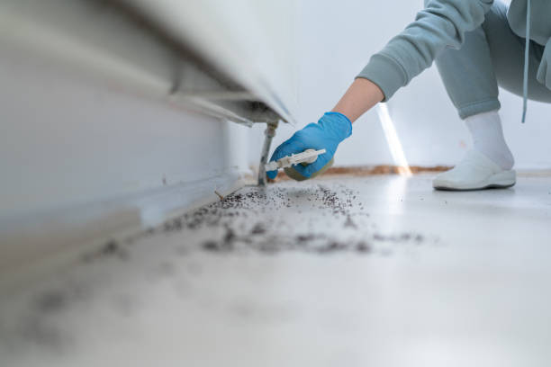 Bird Control in Bethpage, NY